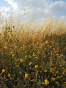 IMG-20200626-WA0003-1ifontanili